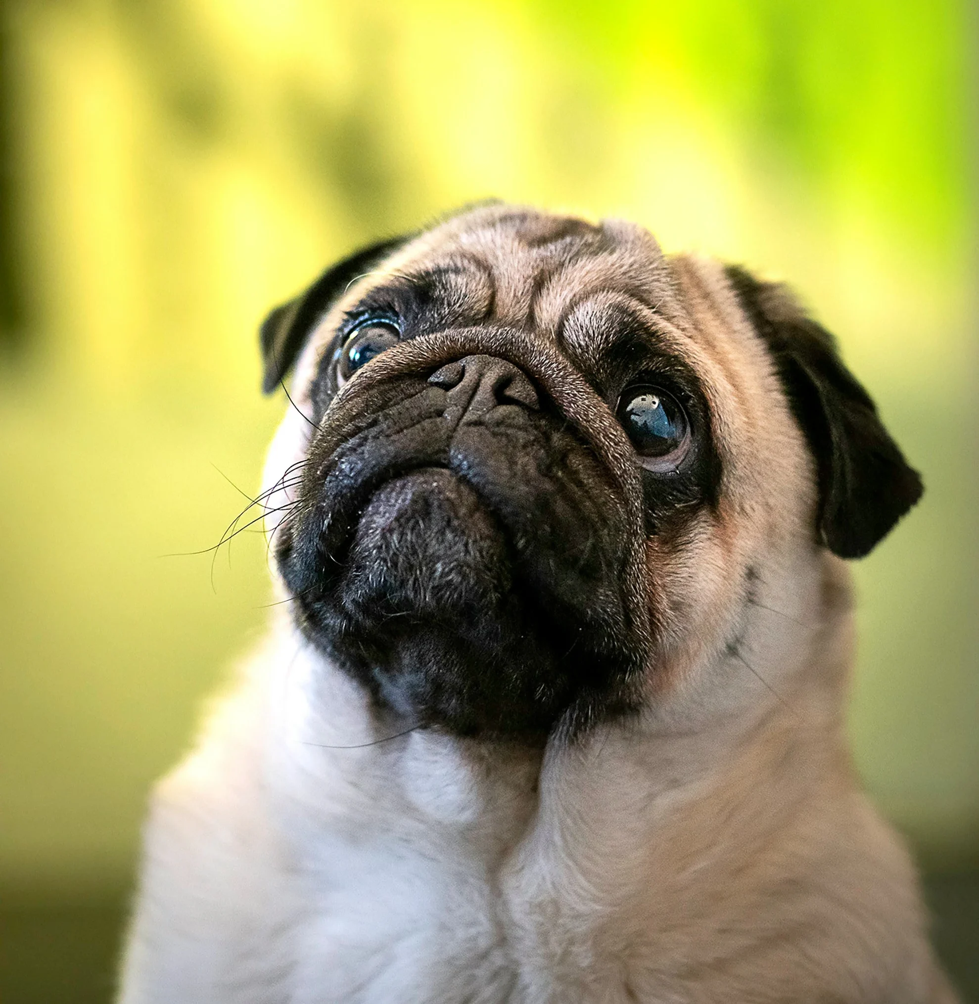 Pug dog breed available Rajasthan pet shop
