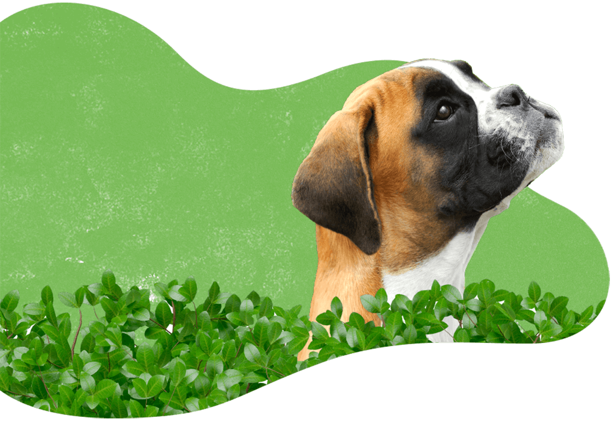 Best Dog Shop In Jaipur Pet Shop Near Me Dog Shop Online