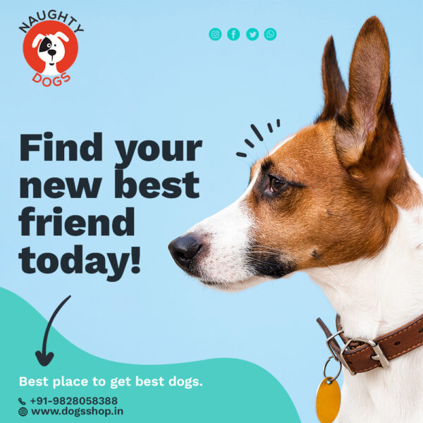 Best Dog Shop In Jaipur | Dog Shop Near Me | Online Pet Shop In Jaipur