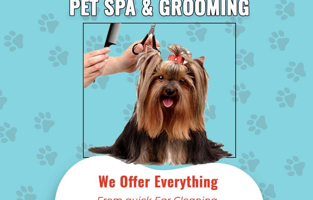 Pet Grooming Services In Jaipur | Dog Grooming Near Me | Pet Grooming Services At Home