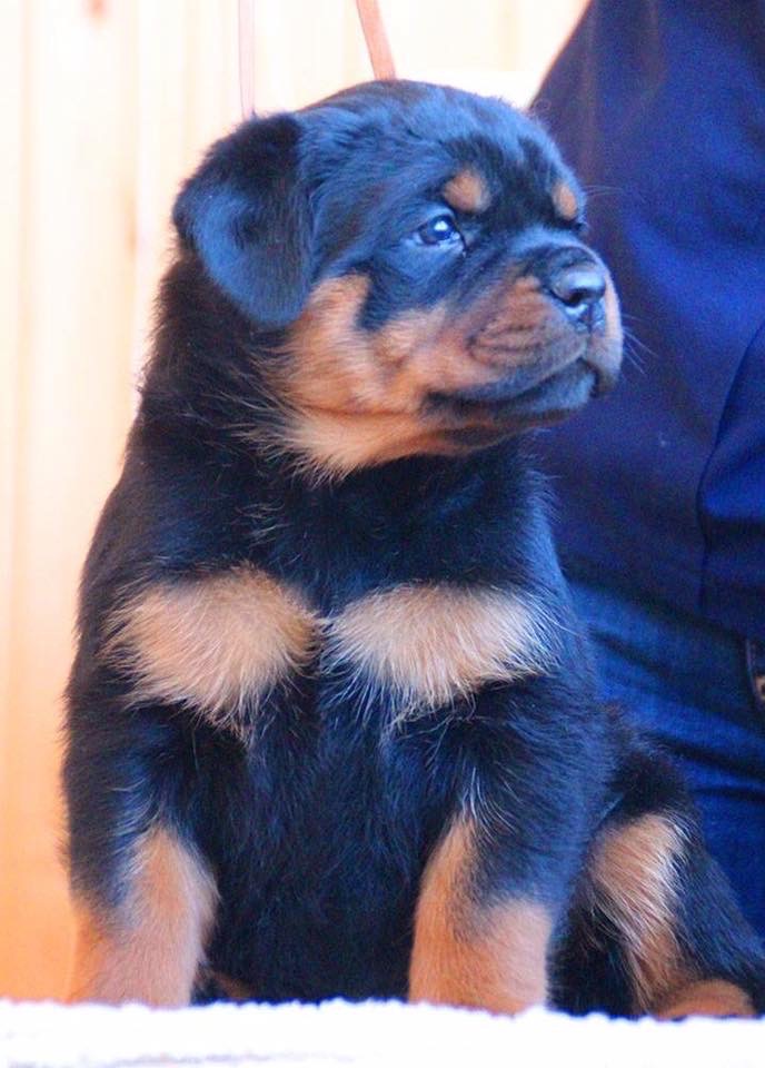 what is the price of rottweiler puppy in india