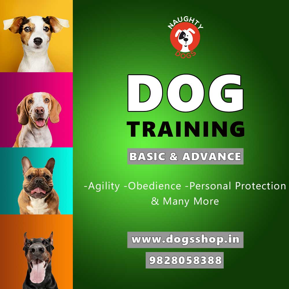 Dog Training Services In Jaipur | Dog Training Center In ...
