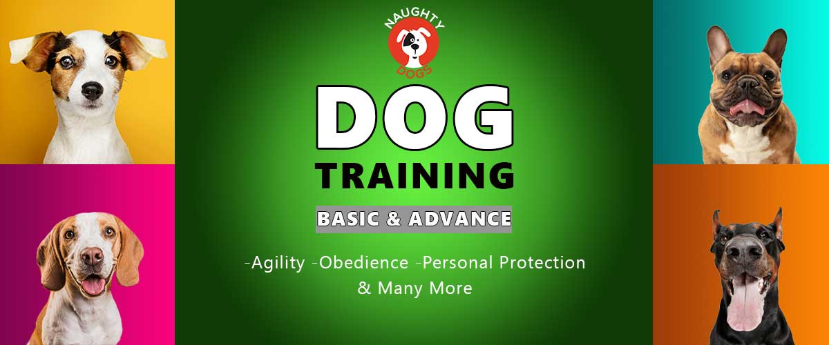 Dog Training Services In Jaipur | Dog Training Center In Jaipur | Pet