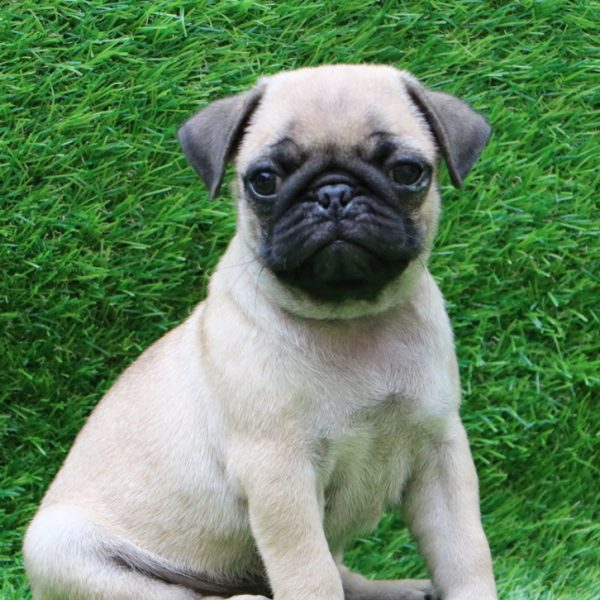 Pug Dog Sale In Jaipur Pug Puppy Price In India Pug Puppies Jaipur 