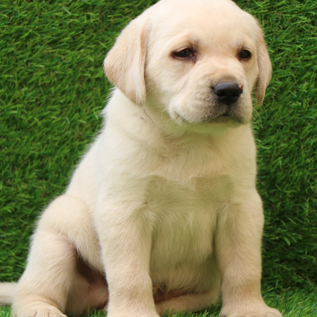 Unlocking the World of Canines: Labrador Puppy Prices, Golden Retriever ...