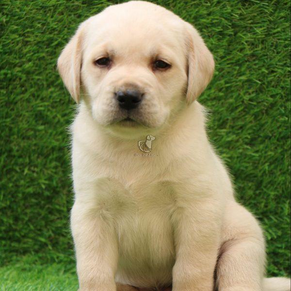 Buy Labrador Retriever In Jaipur | Labrador Puppies For Sale In Jaipur