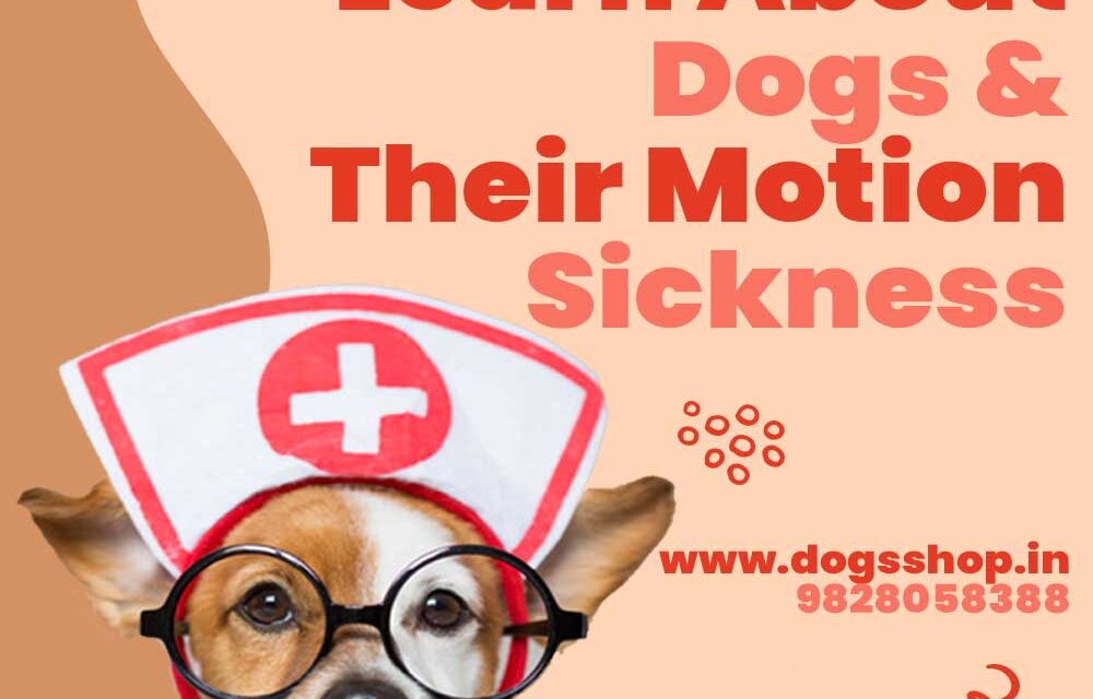Dog Car Sickness and Motion Sickness