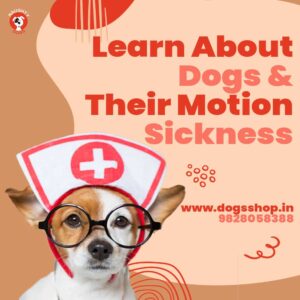 dogs motion sickness medication