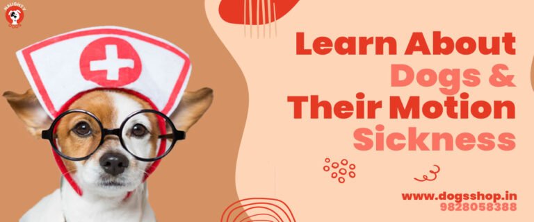 Dog Car Sickness And Motion Sickness How To Tackle Motion Sickness In Dogs