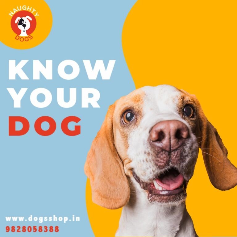 How do I choose a dog breed? | Which dog breed is right for me?