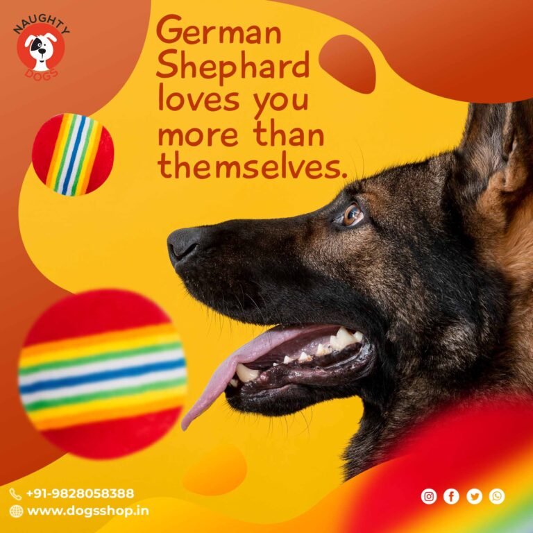 Best Way to Train a German Shepherd | German Shepherd Training – Tips & Advice