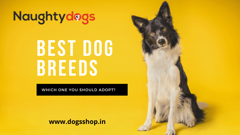 Top 5 Dog Breeds