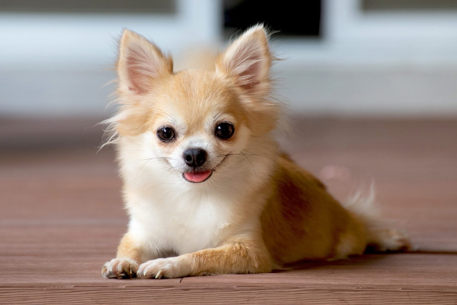 Chihuahua Puppies For Sale In Jaipur | Long Hair Chihuahua Puppy Price ...