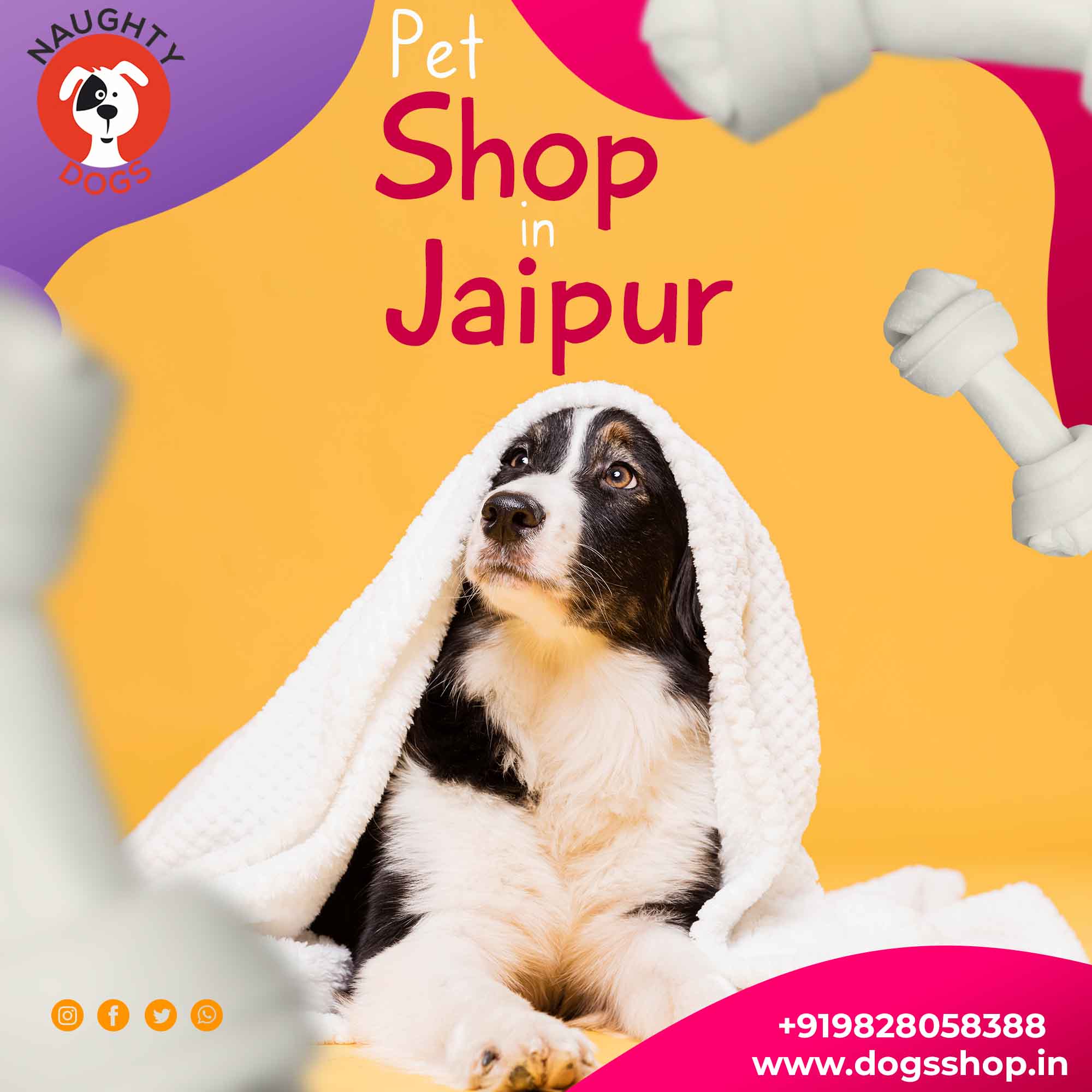 Best Pet Shop in Jaipur Online Pet Store In Jaipur Naughty Dogs