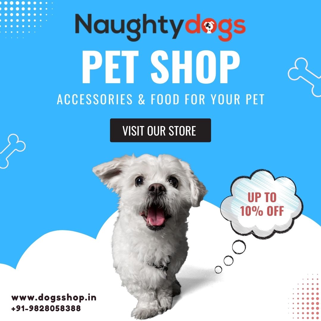 Best Dog Shop In Jaipur Pet Shop Near Me Dog Shop Online
