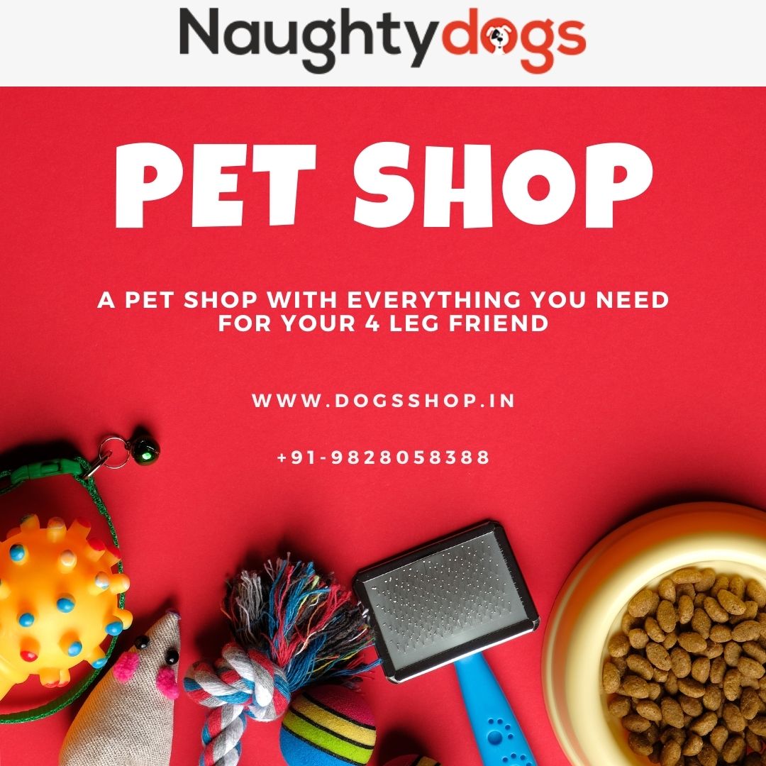 Best Pet Shop in Jaipur Online Pet Store In Jaipur Naughty Dogs