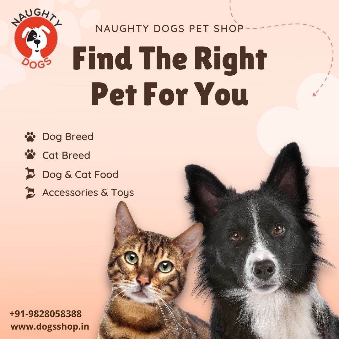 buy pets online india