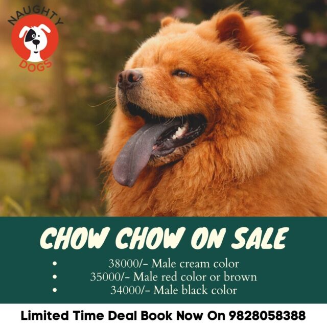 Chow Chow Dog Chow Chow Price In India Chow Chow Puppy