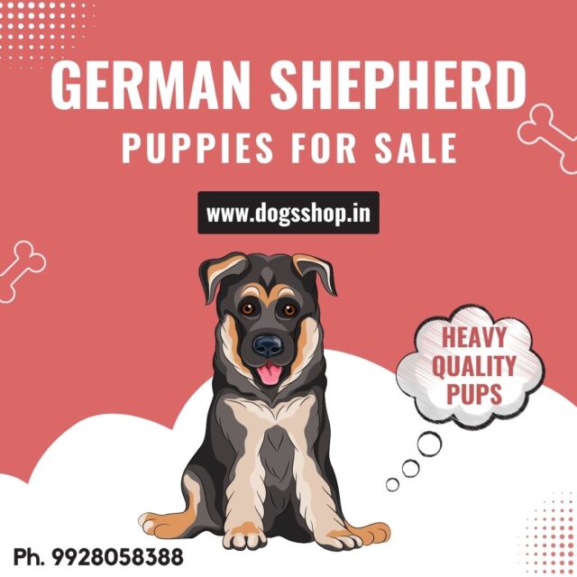 German Shepherd Puppy For Sale