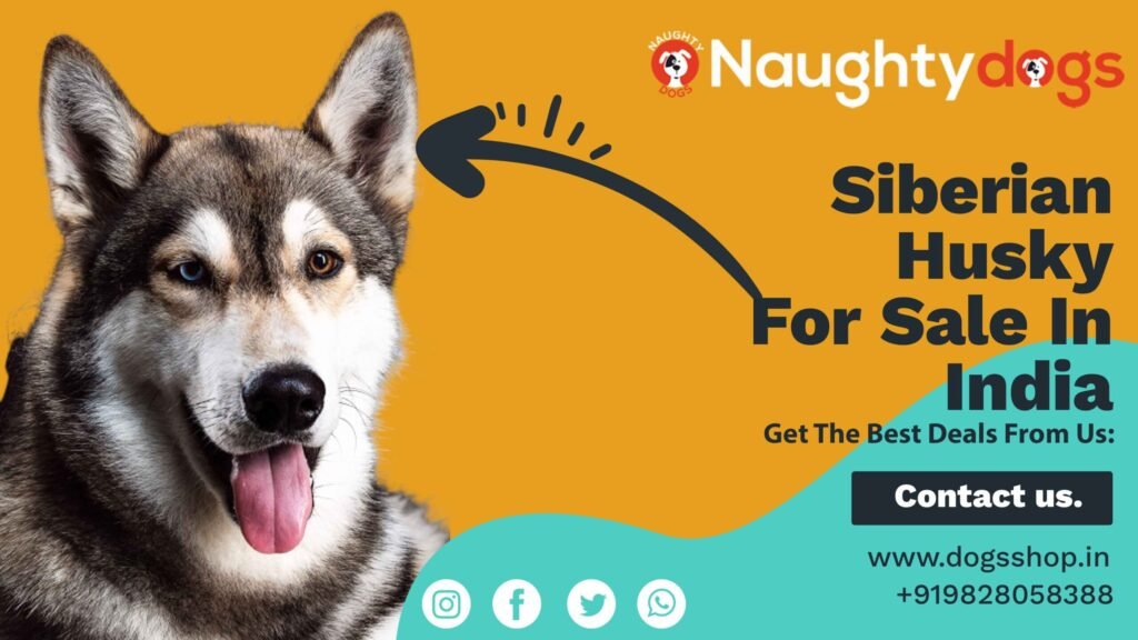 husky dog price in india