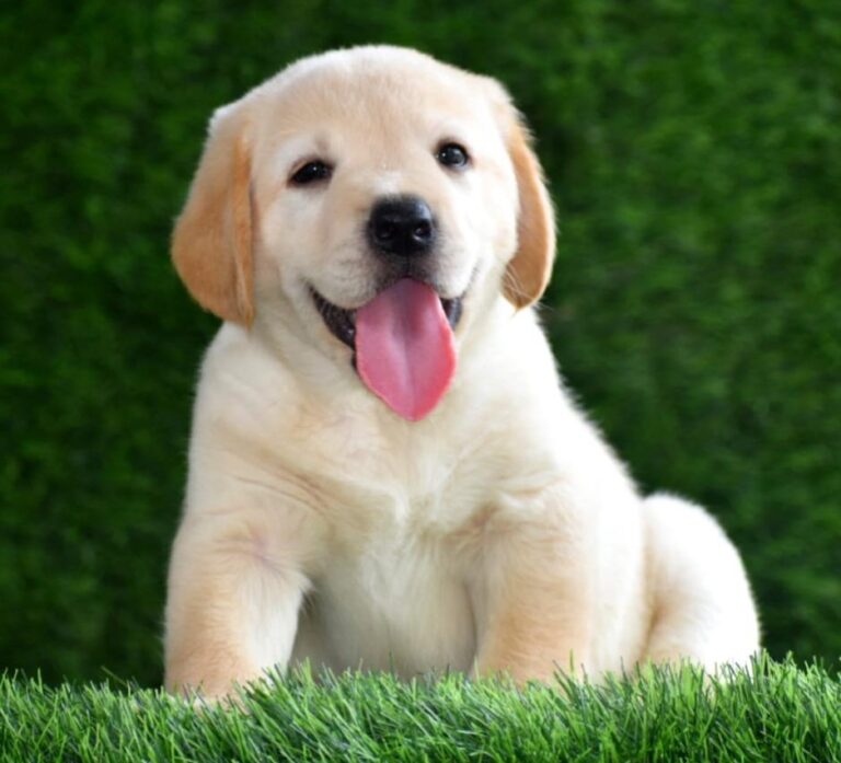 Labrador Retriever Puppies for Sale In Surat Top Pet Shops For