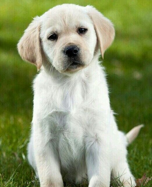 Labrador Dog Price in Jaipur