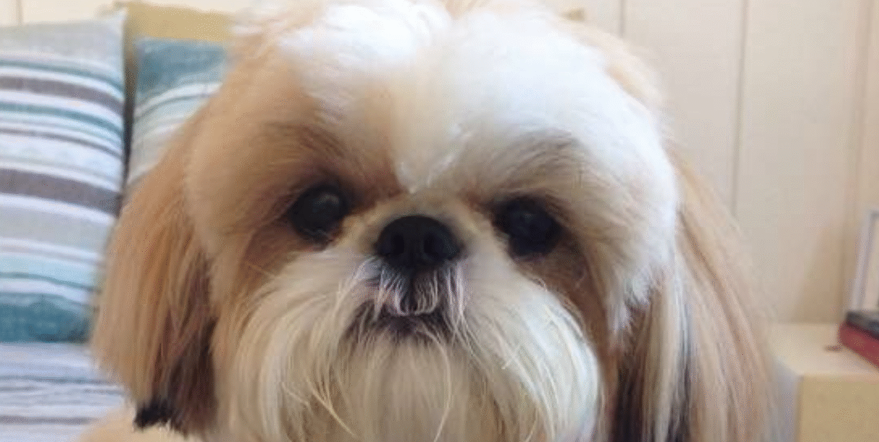 🐶 Shih Tzu Summer Care: Essential Tips to Keep Your Dog Cool and Healthy