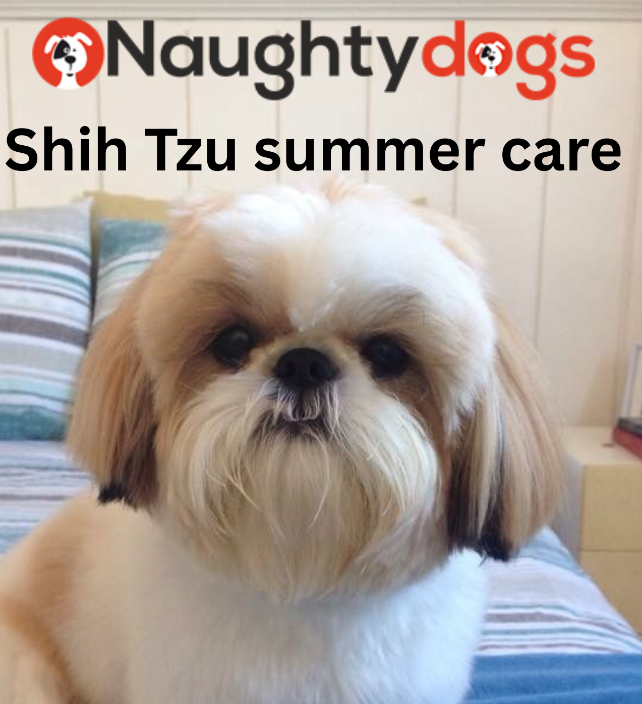 shitzu summer care