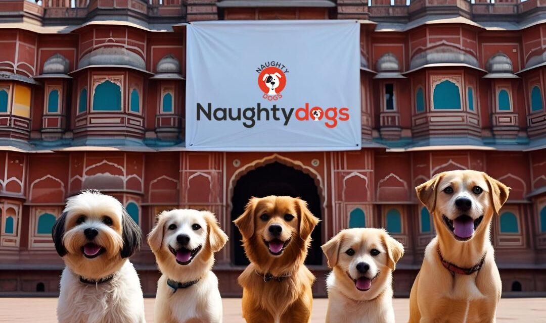 Best Dog Shop in Malviya Nagar Jaipur – Naughty Dog