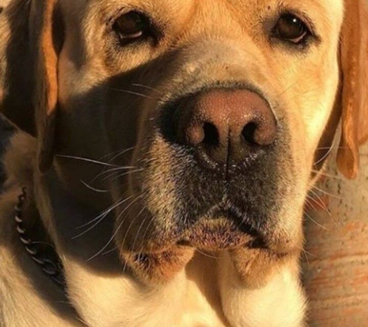 ☀️ Summer Diet for Labrador Dogs: Keep Your Lab Cool