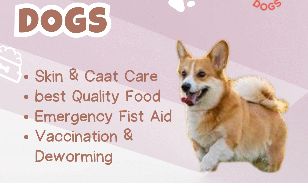 🐾 Best Pet Shop Near Me – Naughty Dogs, Jaipur’s Ultimate Pet Destination