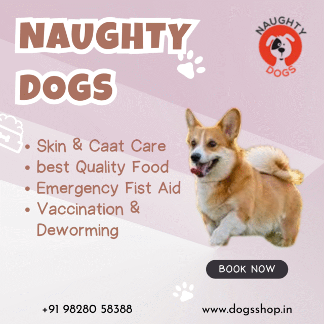 🐾 Best Pet Shop Near Me – Naughty Dogs, Jaipur’s Ultimate Pet Destination