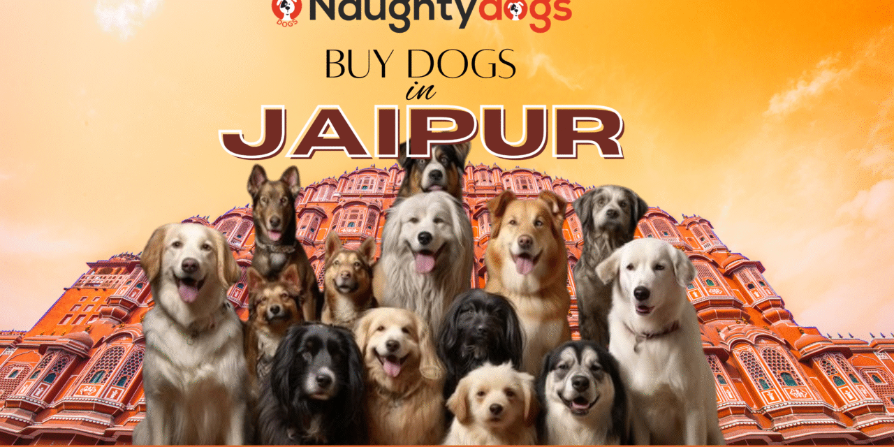 Where to Buy Dogs in Jaipur: Trusted Breeders and Shops