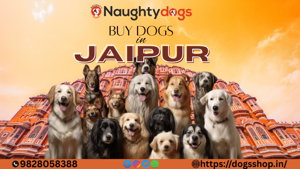 where to buy dog in jaipur