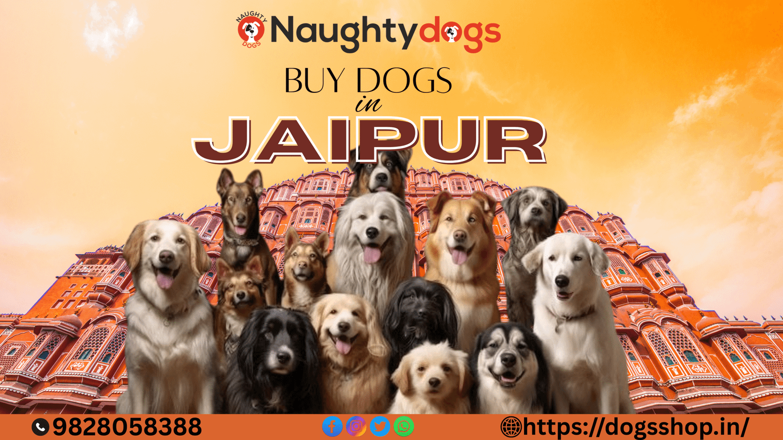 where to buy dog in jaipur