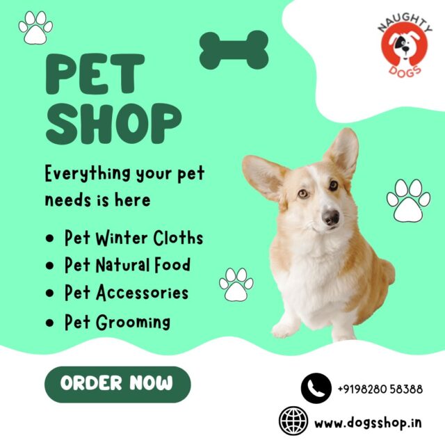 Best pets cloths and accessories in Jaipur – Diwali outfit for dogs