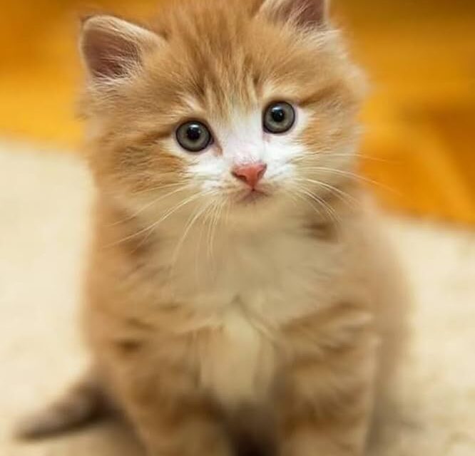 Best Cat Shop in Jaipur – Top Places to Buy Cats & Accessories