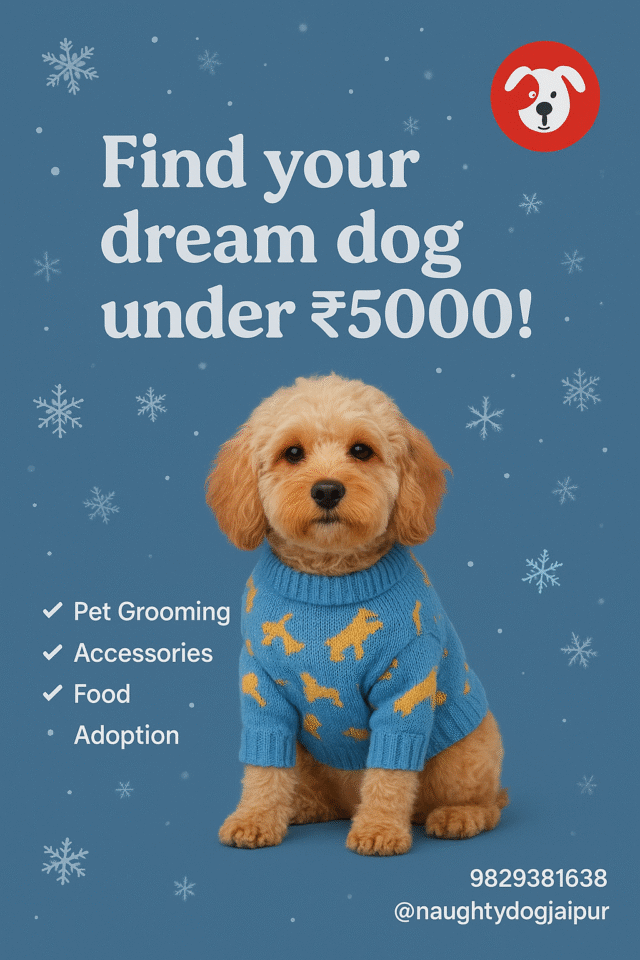 affordable-dog-under-rs-5000-naughty-dog-jaipur