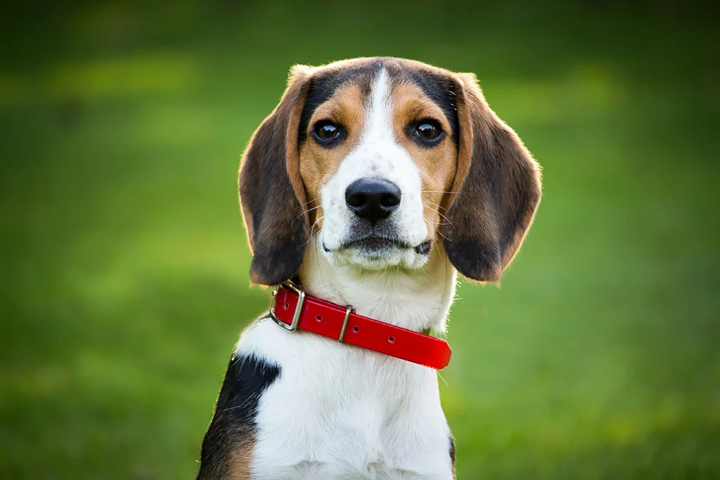 Beagle Dog Jaipur - Active Beagle Puppy at Naughty Dogs Pet Shop