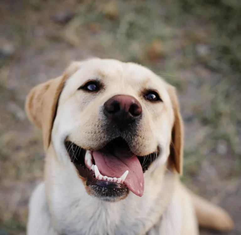 Labrador Retriever Guide: Why They Are the Perfect Family Dog in Jaipur