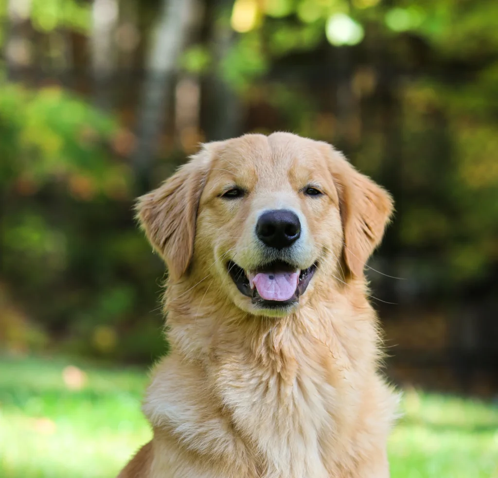 Golden Retriever Jaipur