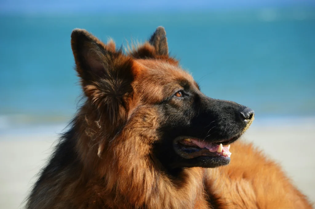 Close-up profile of a majestic German Shepherd dog on a sunny beach background