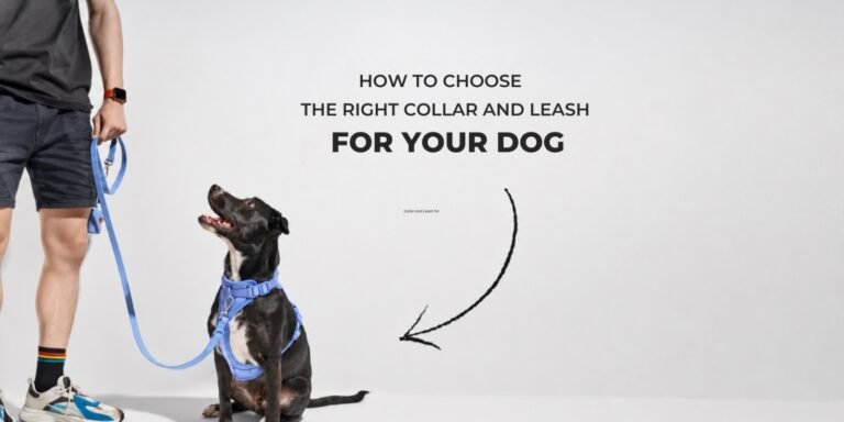 How to Choose the Right Collar and Leash for Your Dog