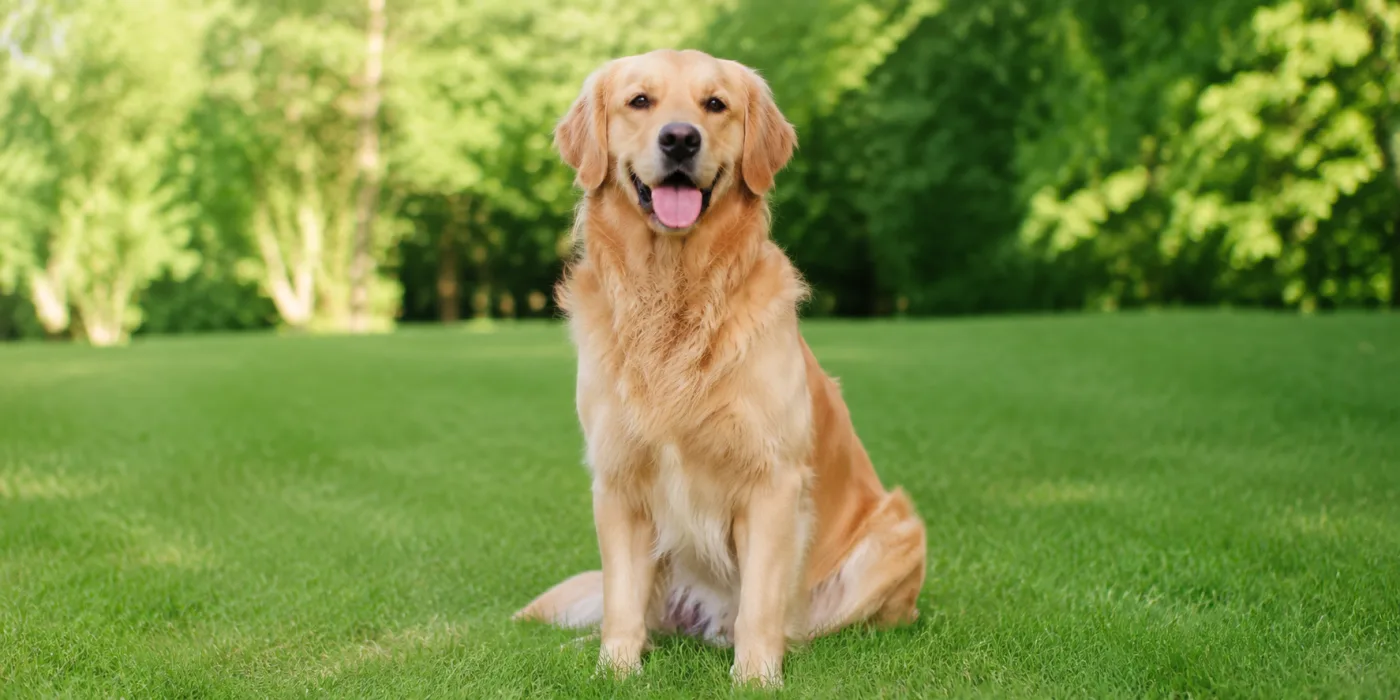 Golden Retriever in Jaipur