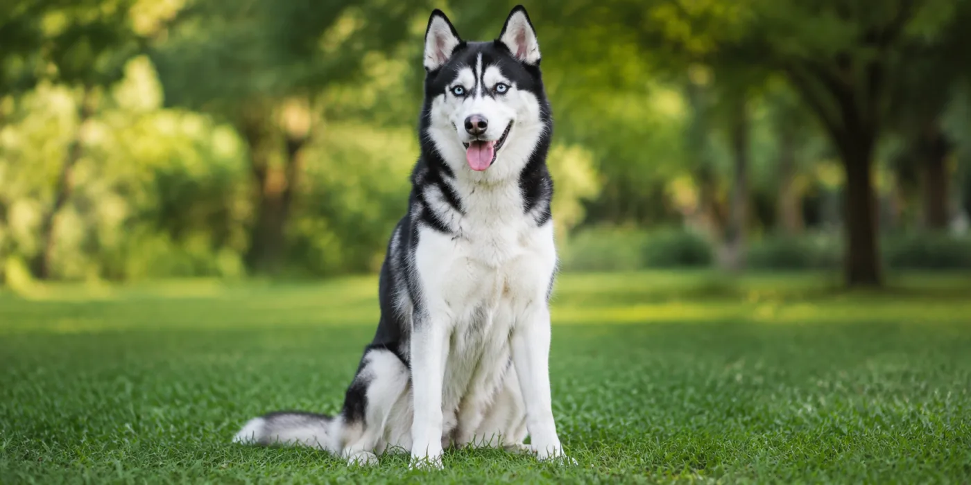 Siberian Husky in Jaipur